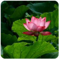 三角洲卡盟的“内在动机辅助社会学习”