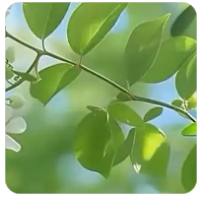 三角洲卡盟战力提升、外观美化、功能便捷