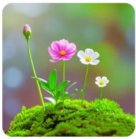 三角洲卡盟游戏抽奖界面更新